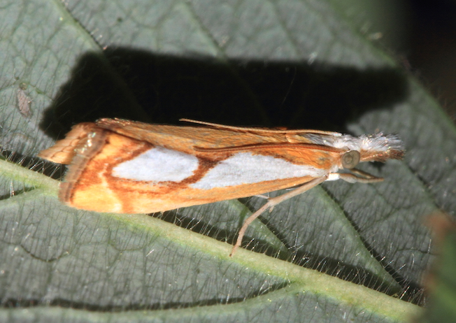 Crambidae - Catoptria pinella